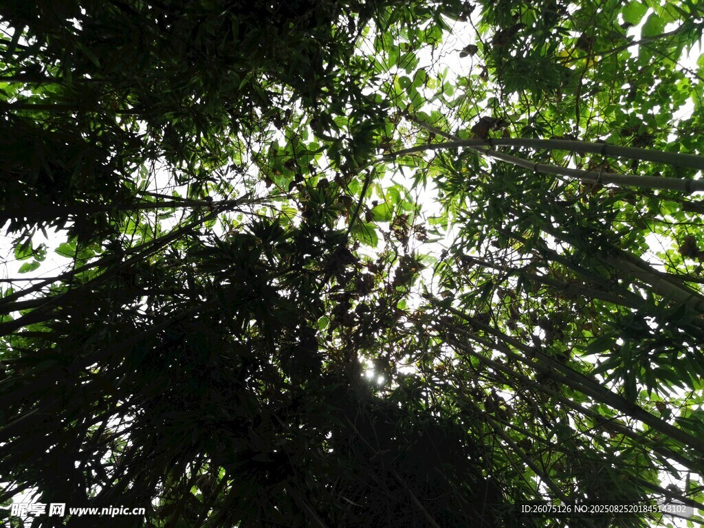 仰拍竹林间阳光透过繁茂枝叶