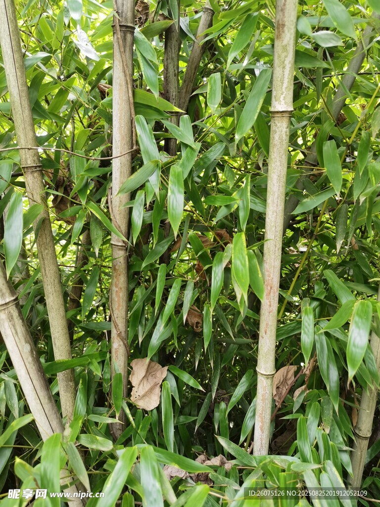 翠绿竹林竹子特写