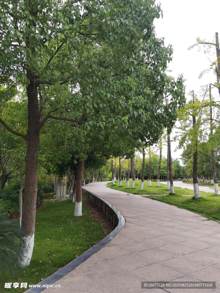 林荫小道静谧的户外景致