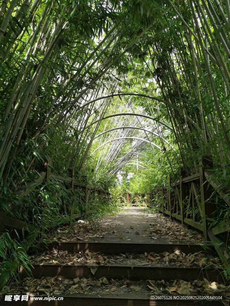 竹林中的幽静木质小径