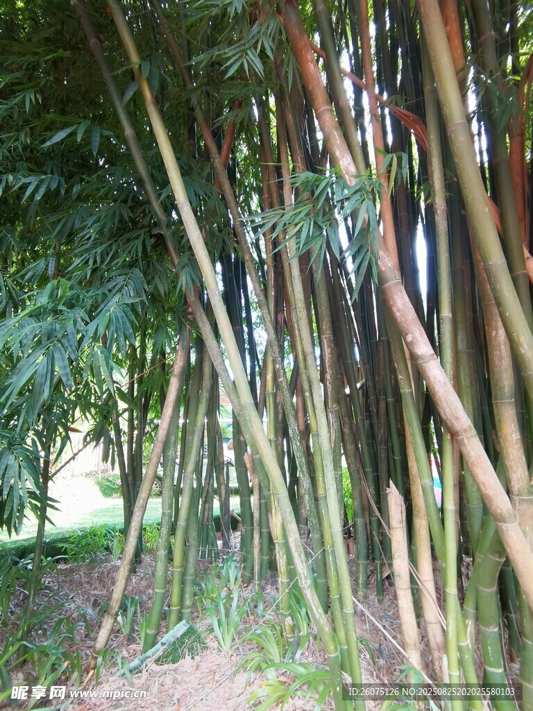 竹林小径红竹挺拔秀丽