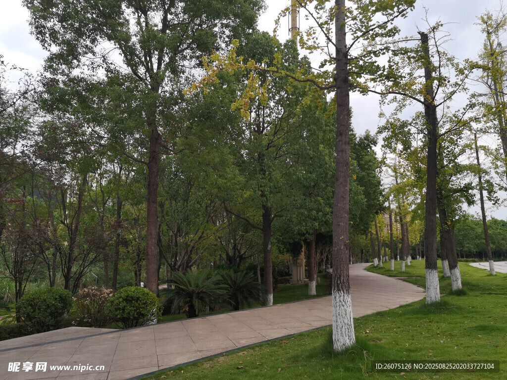 公园林荫休闲步道风景