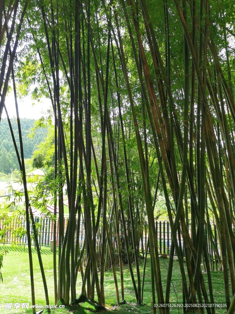 竹林幽景