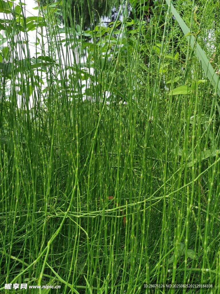 茂密丛生的绿色竹节草