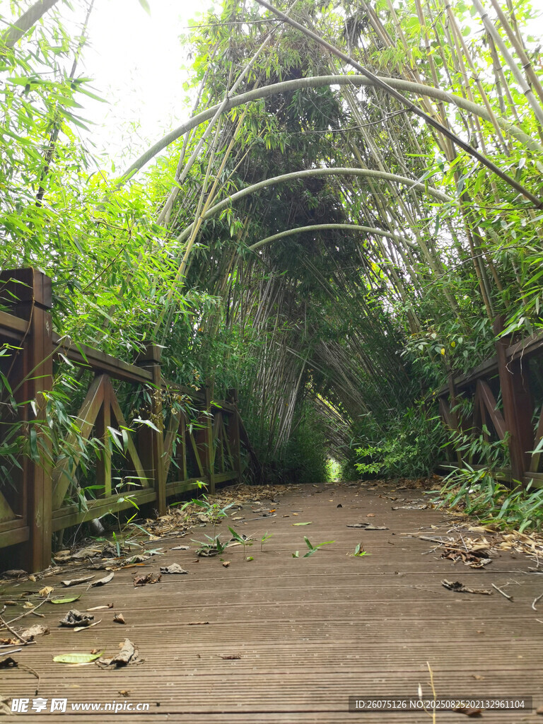 竹林间幽静小道