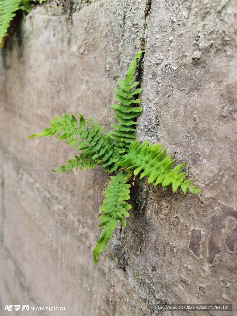 石缝中生长的翠绿蕨类植物