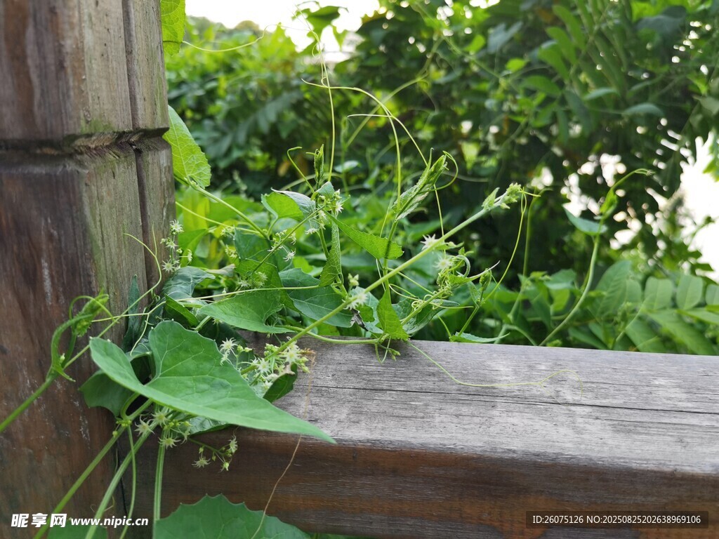 木栏边生长的翠绿藤蔓植物