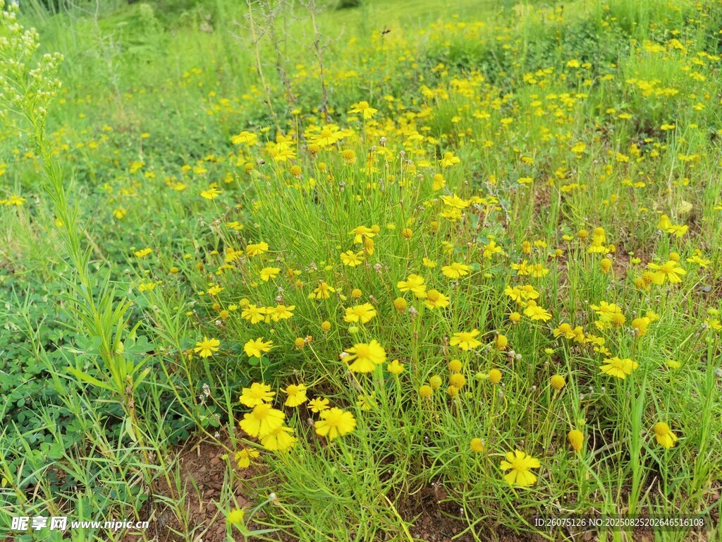 田野间绽放的黄色小花