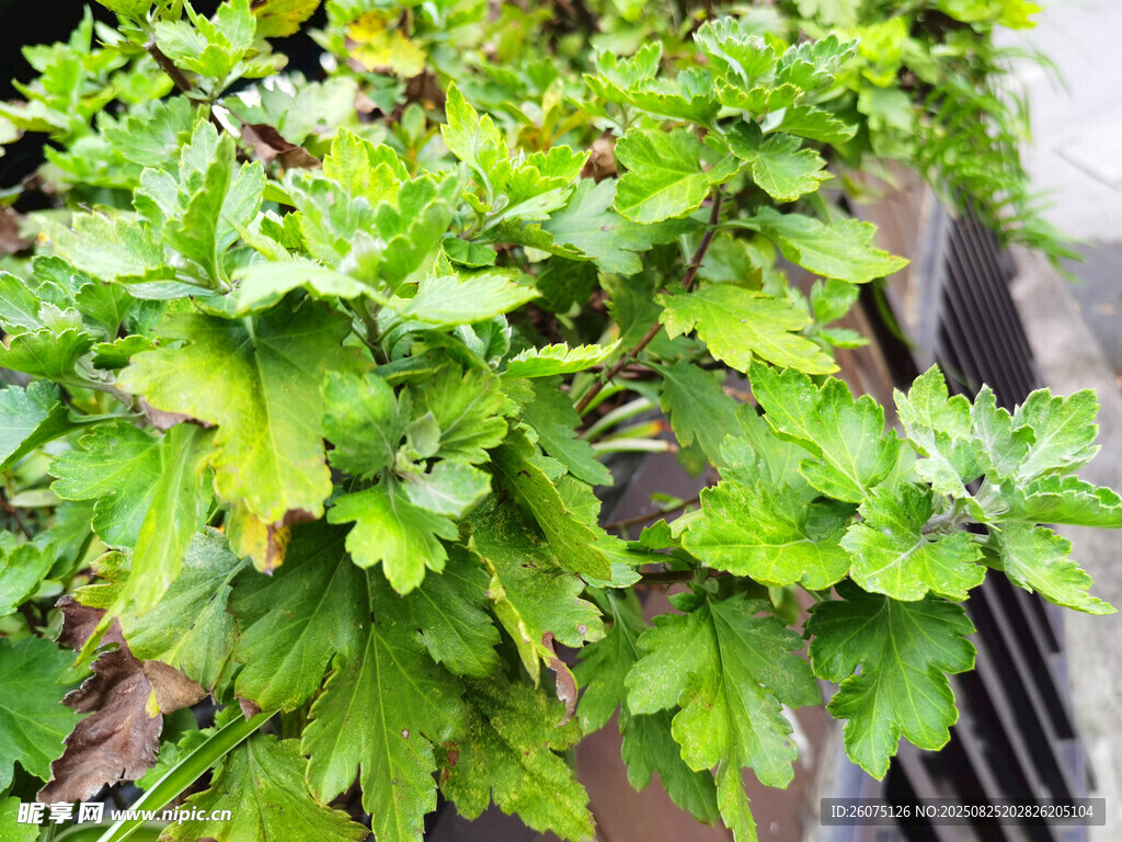 翠绿鲜嫩的菊花盆栽植物