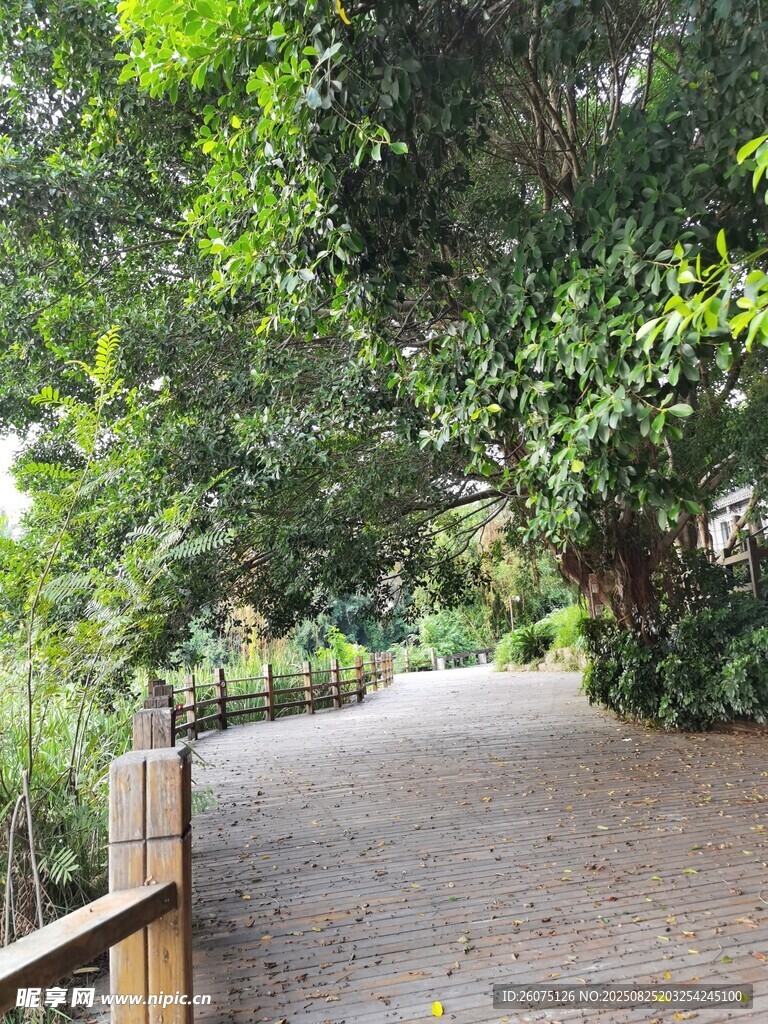 林间幽静步道