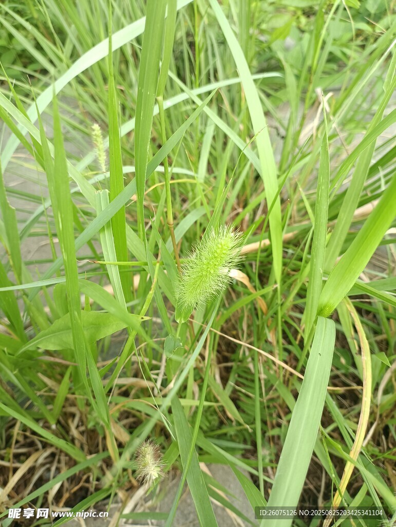 嫩绿草丛近景