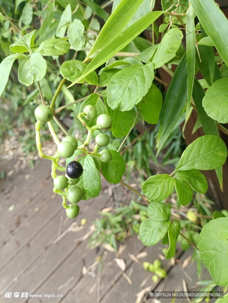 枝头青果间的黑亮果实