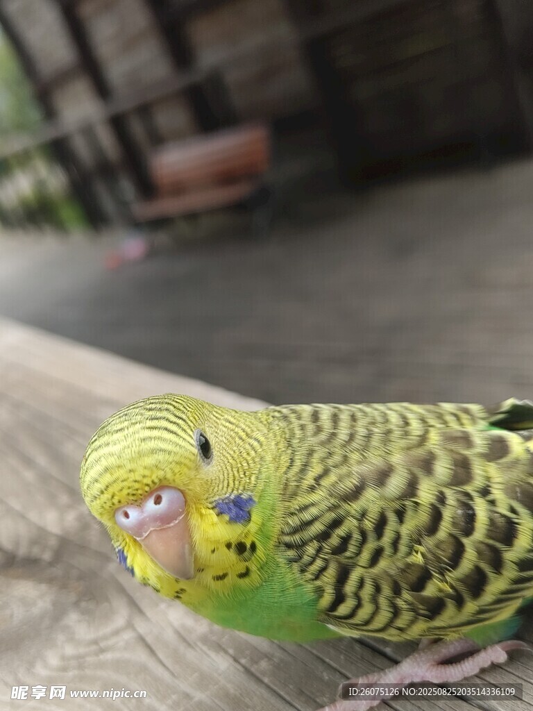 可爱虎皮鹦鹉特写