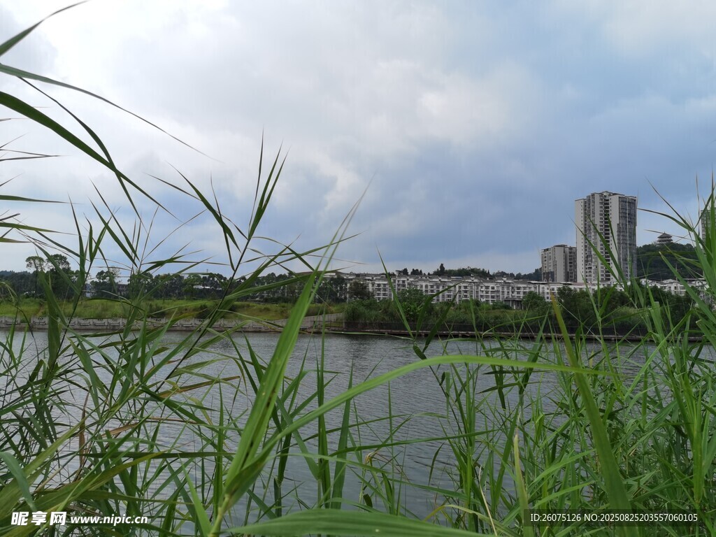 宽广水域绿植与远处城市景观