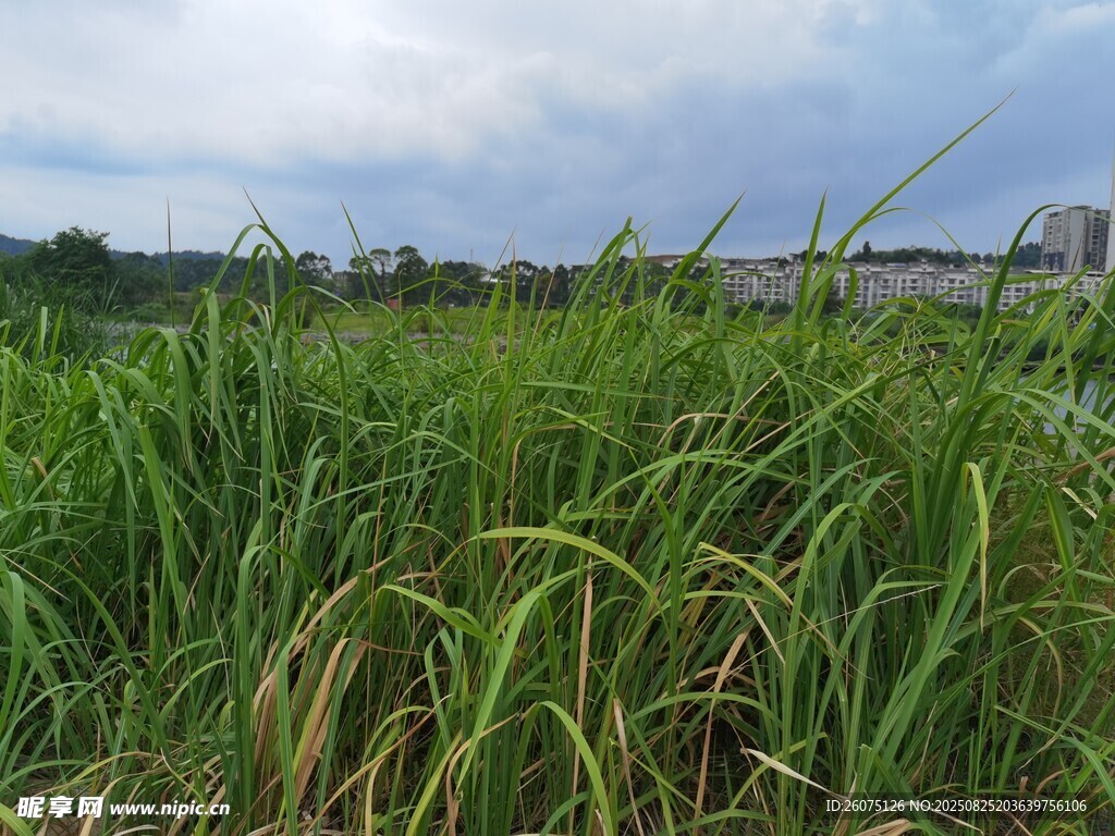 野外葱郁的绿色草地景观
