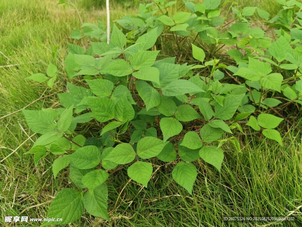 绿叶繁茂的地面植物