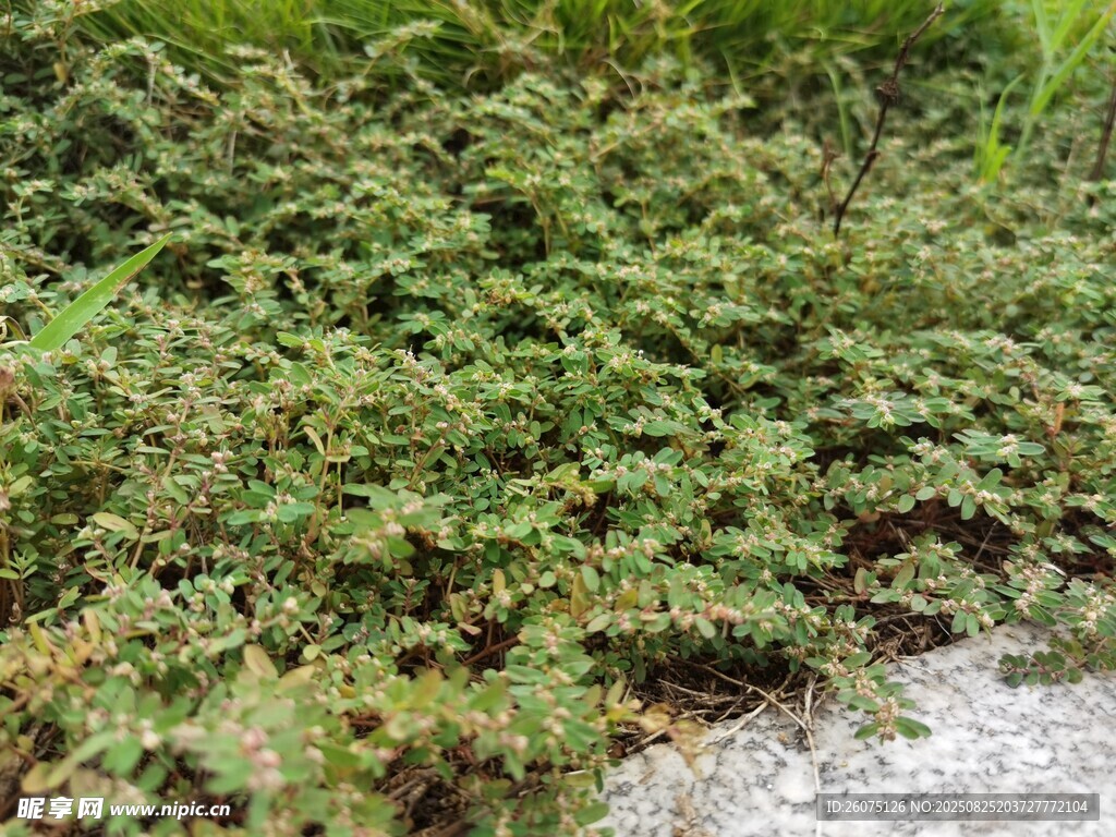 野外丛生的绿色植物