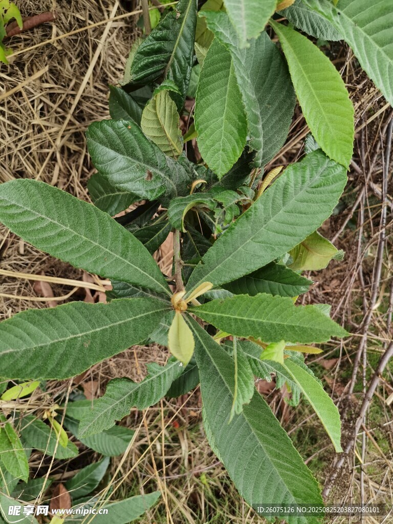 翠绿枇杷枝叶特写