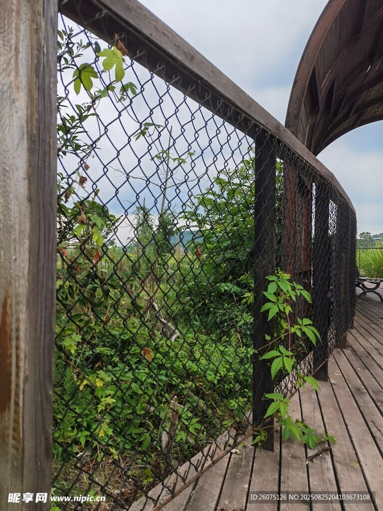 木质栈道围栏旁的绿植景观