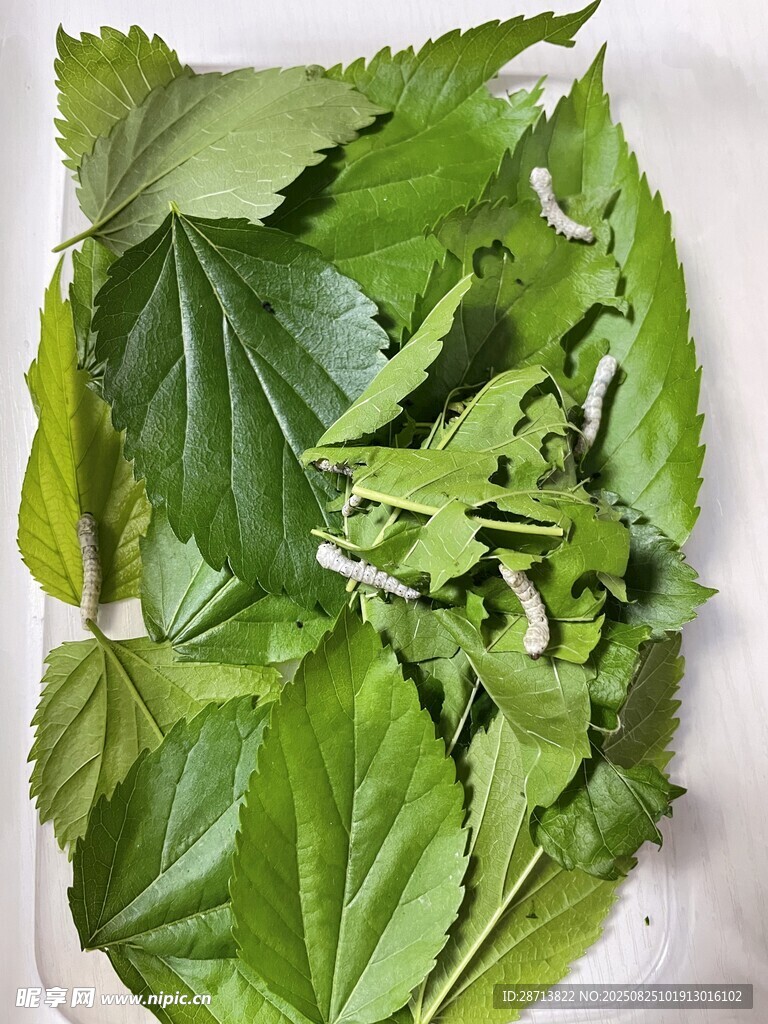 新鲜桑叶与蚕宝宝