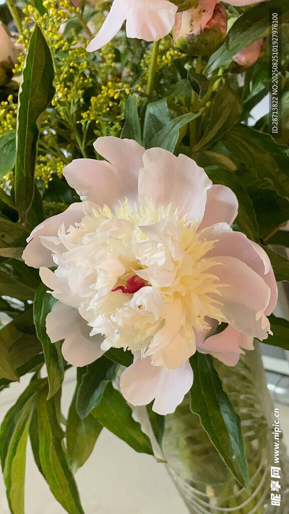粉色芍药花插于玻璃瓶中