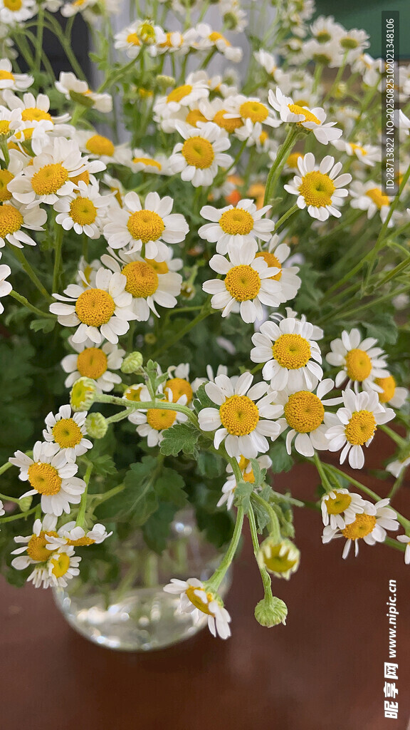 玻璃花瓶中的清新小雏菊