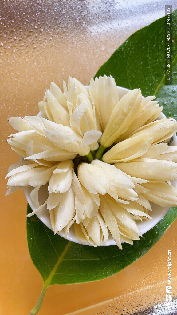 缅桂花 白玉兰 白色花朵特写