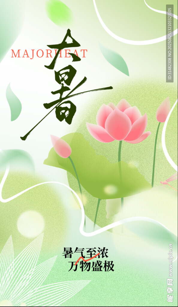 大暑时节荷花绽放图景