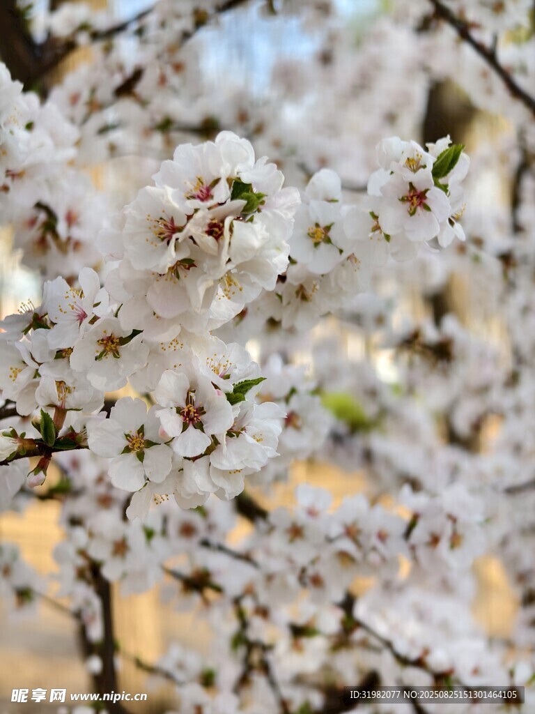 枝头绽放的洁白繁花