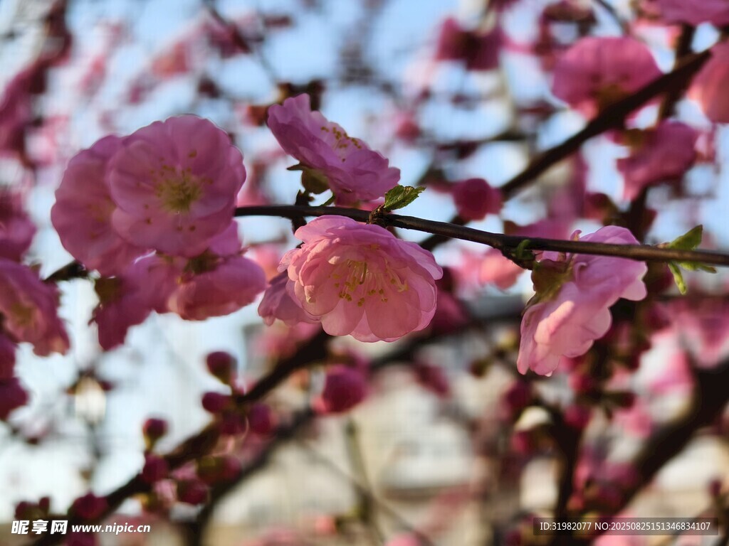 枝头绽放的娇艳粉色花朵