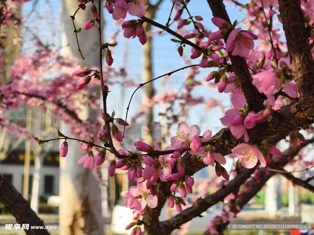 枝头绽放的粉嫩桃花