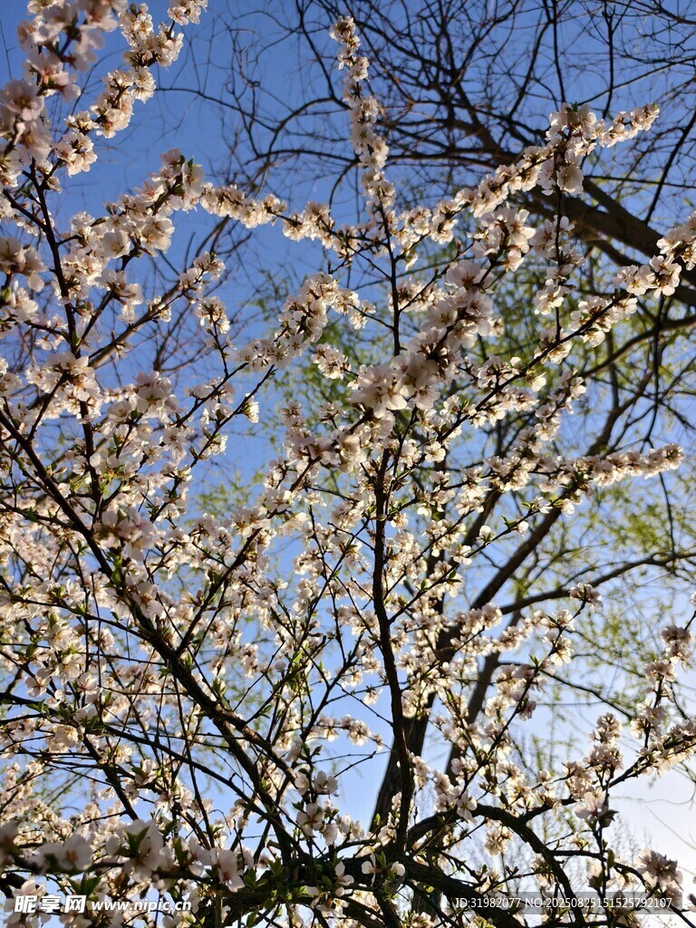 枝头繁花映蓝天