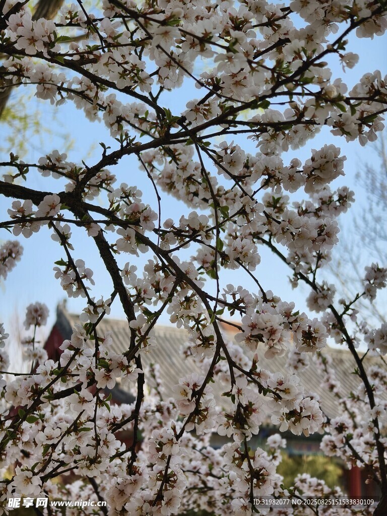 春日繁花盛开的美丽景象
