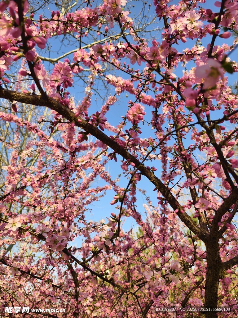 春日烂漫樱花绽放枝头