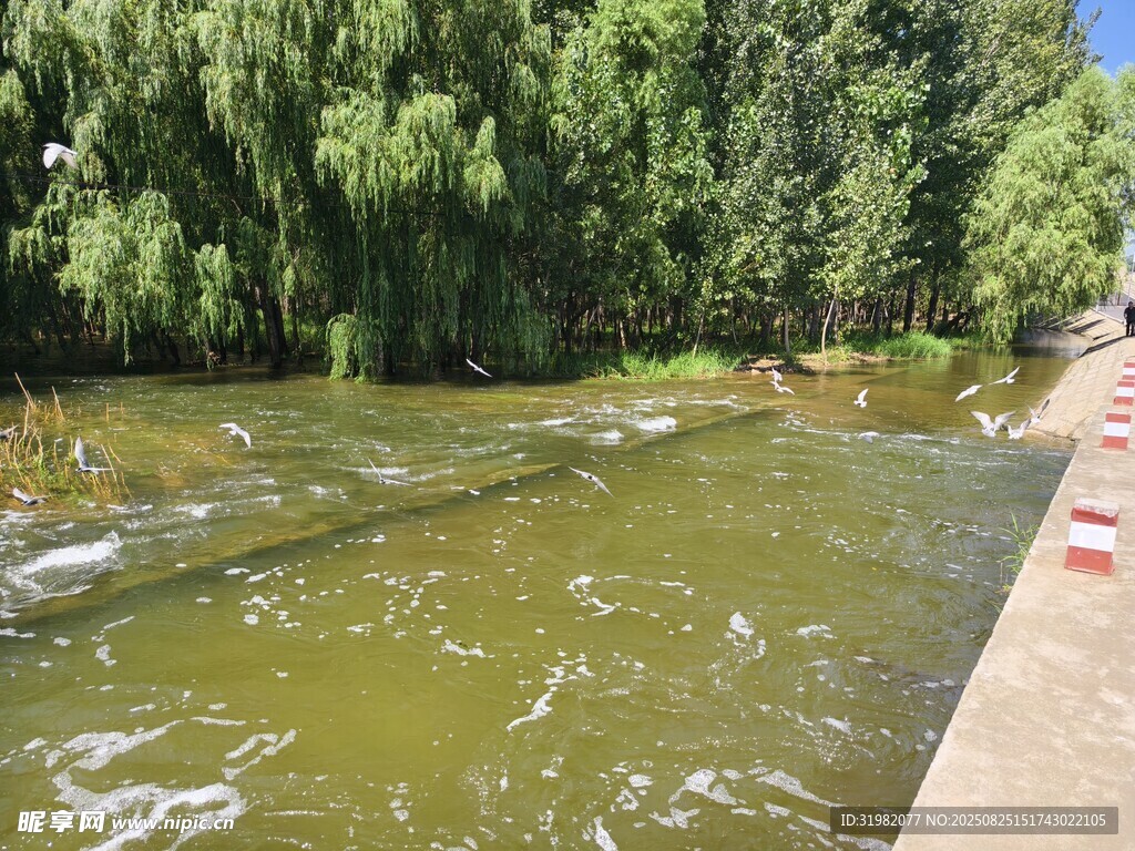 河边绿树环绕的湍急水流