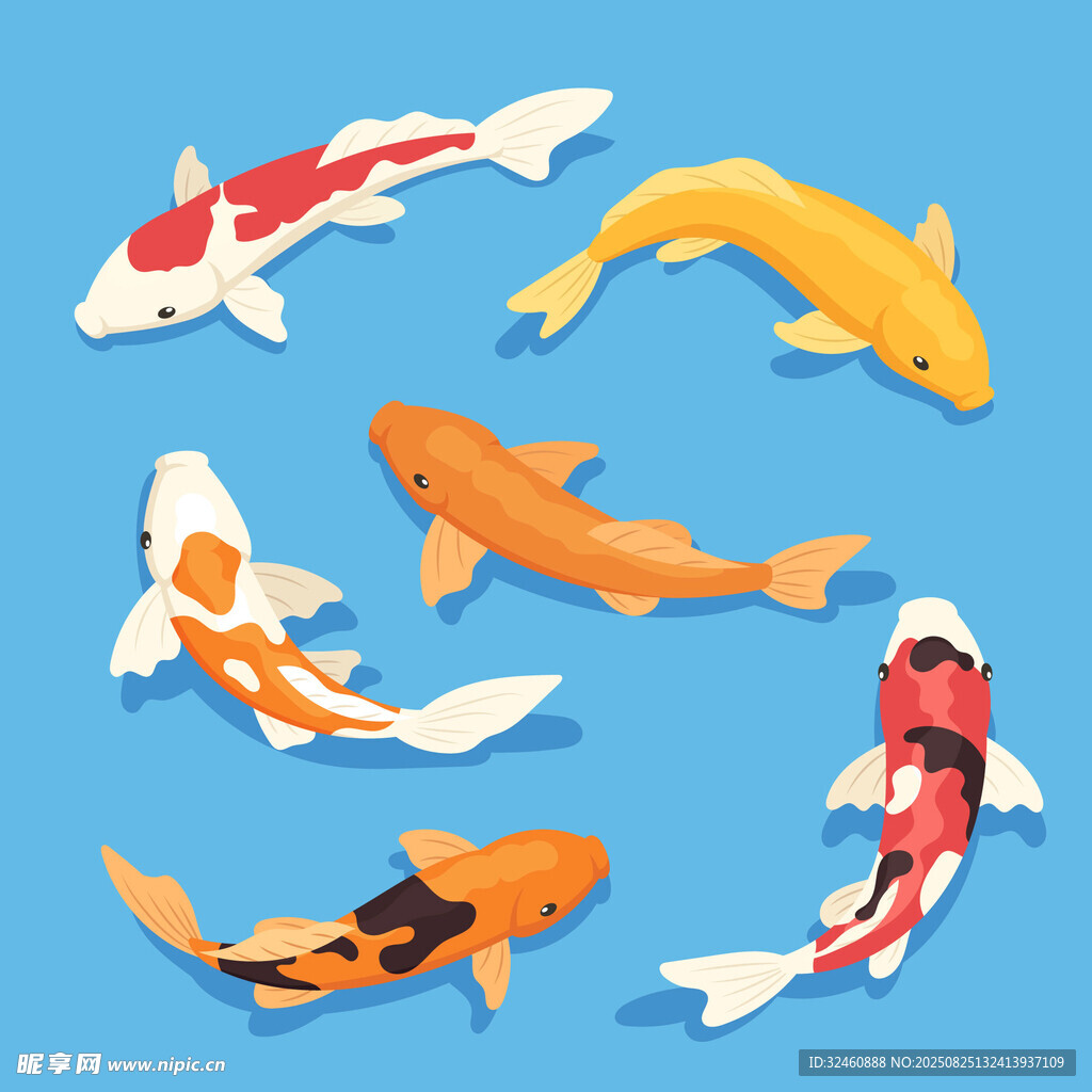 水中锦鲤群游插画