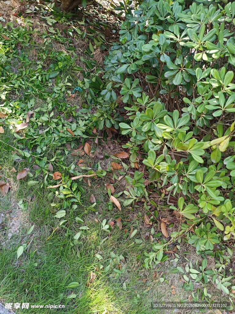 地面绿植景象