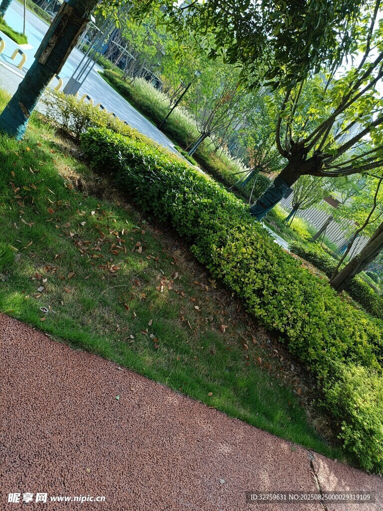 公园中的绿植与步道景观