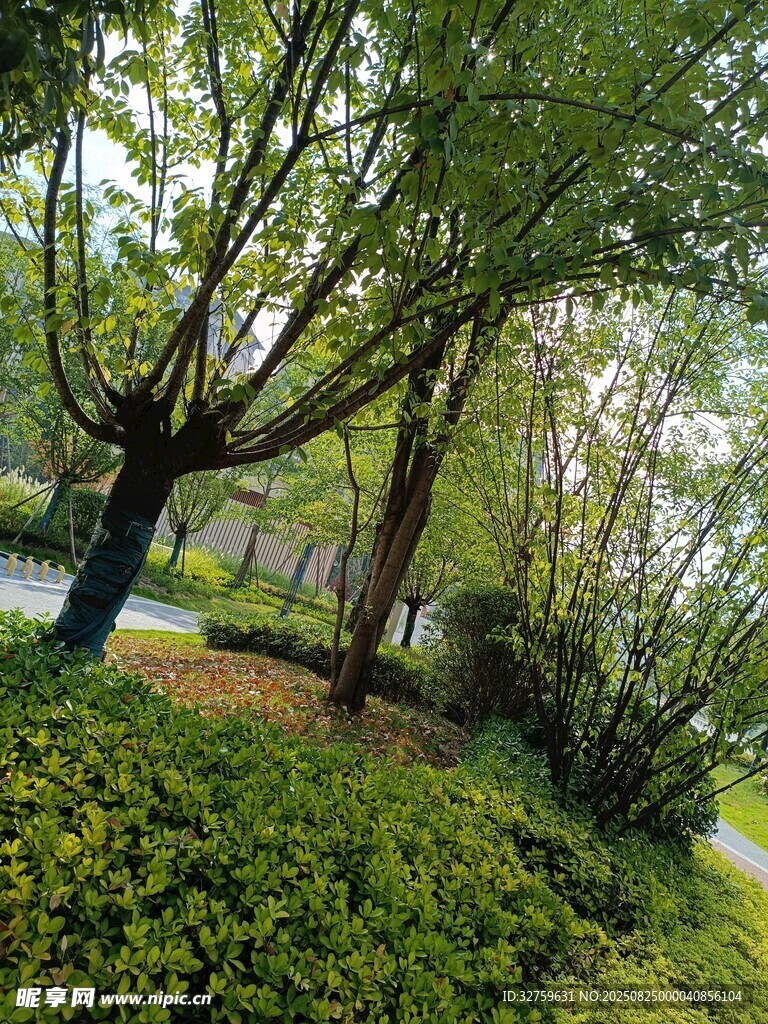 城市中的葱郁绿植景观