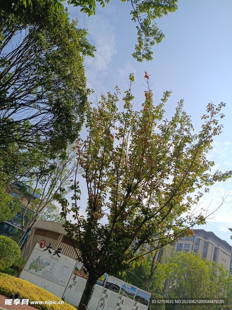 户外绿树景观