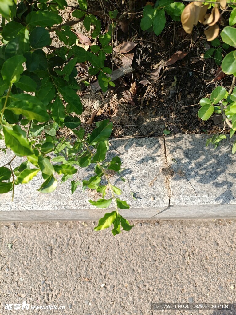 路边绿植与地面景象