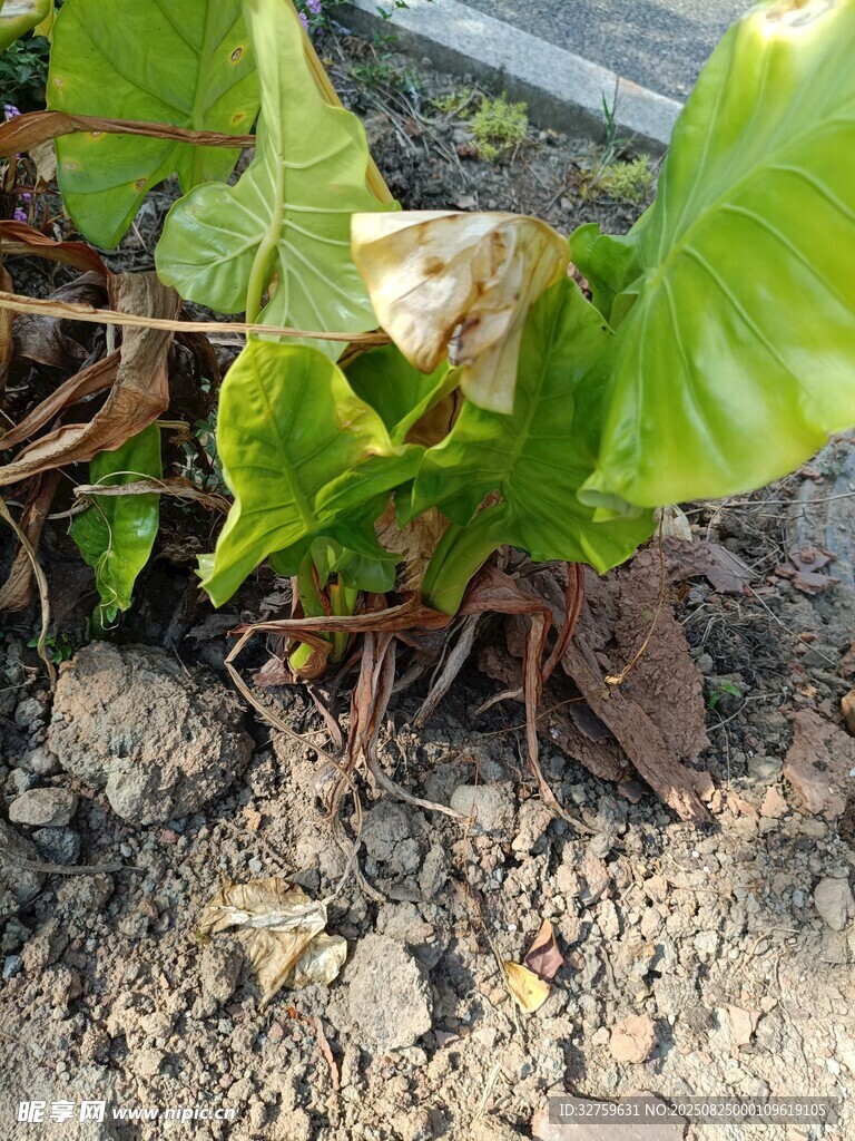 绿叶下的棕色蛙