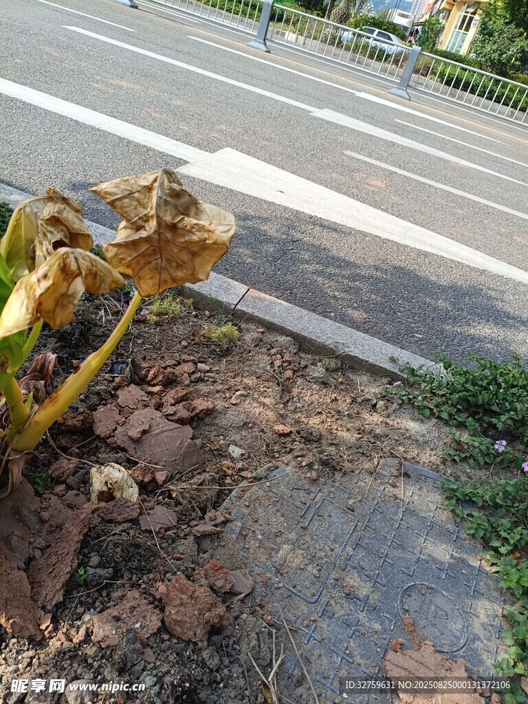 路边枯萎植物与碎石