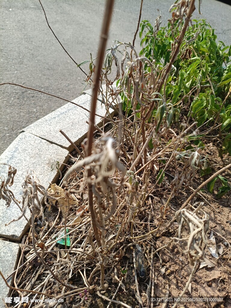 枯萎植物特写