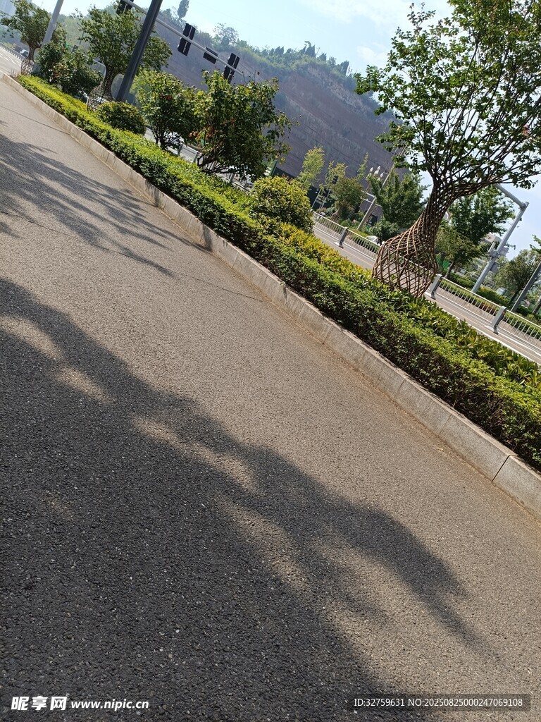 阳光洒落的林荫道路