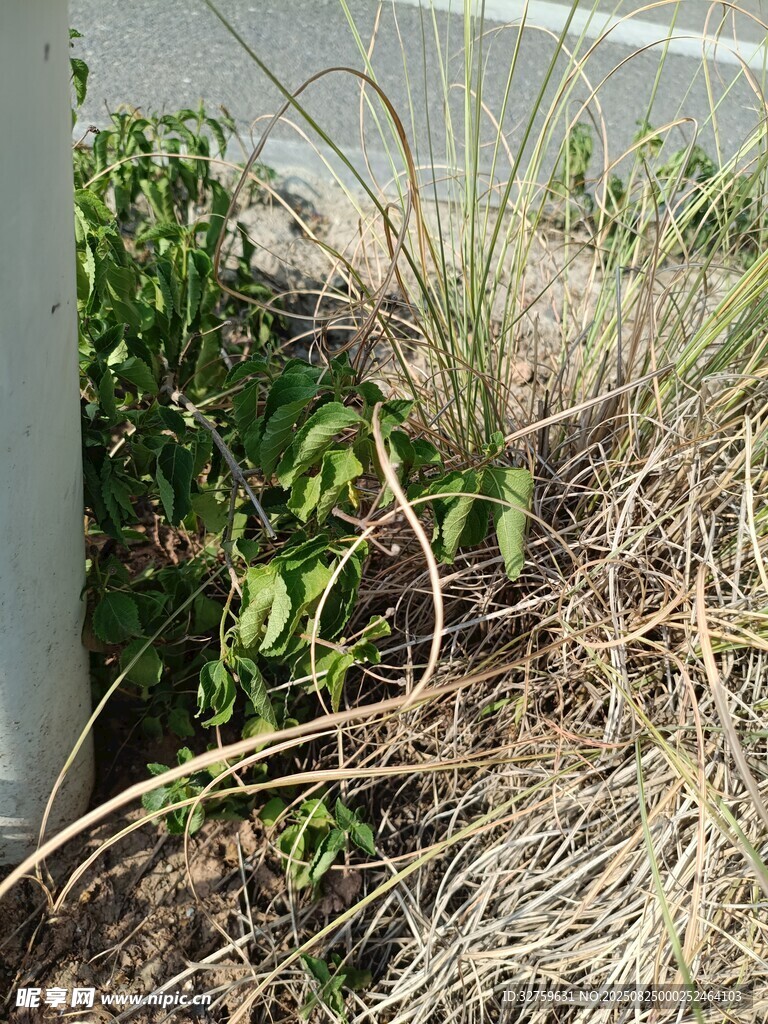 墙边杂草与绿植景象