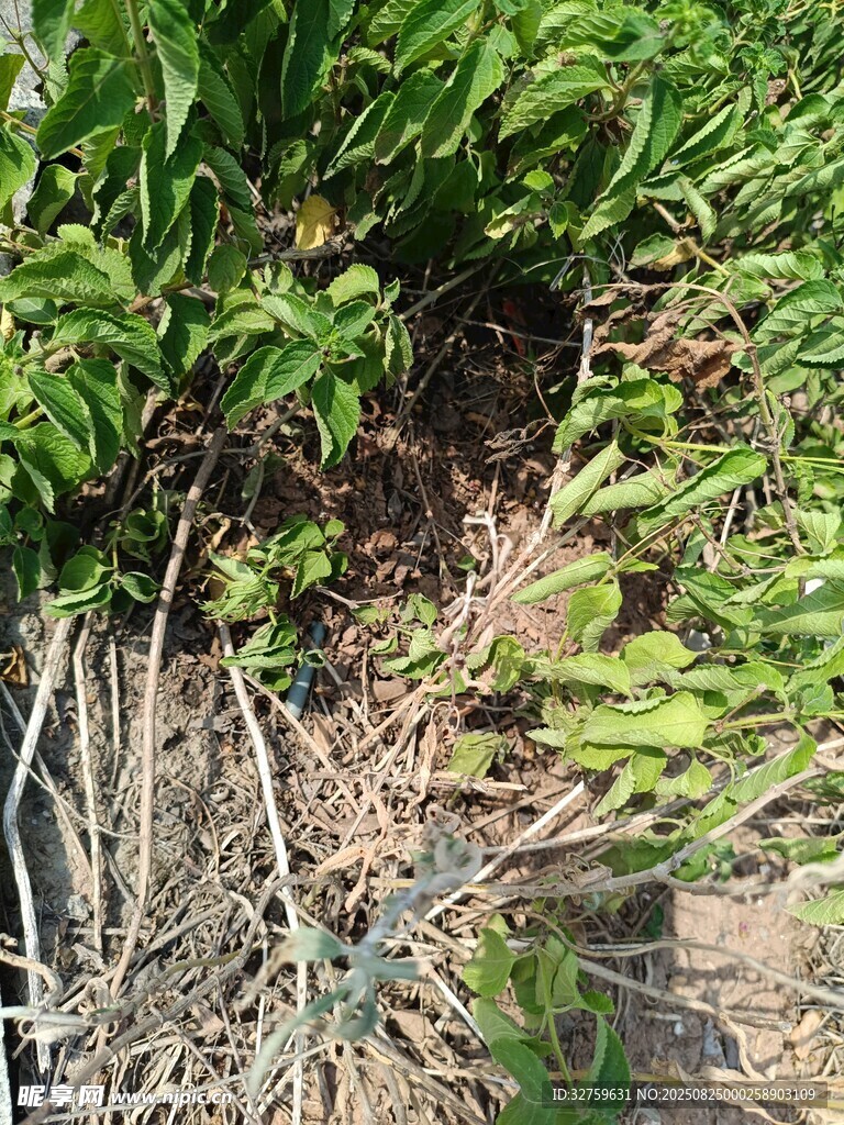 草丛中的神秘黑影