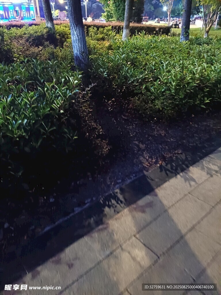 路边绿植景观
