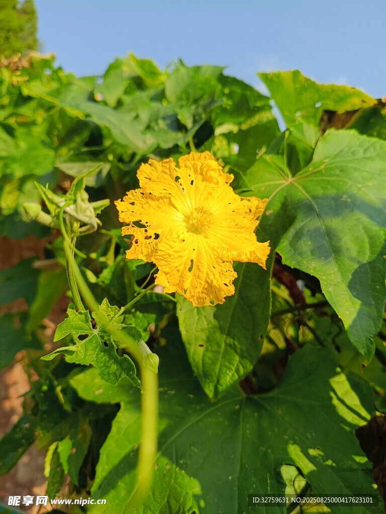 绽放的黄色南瓜花