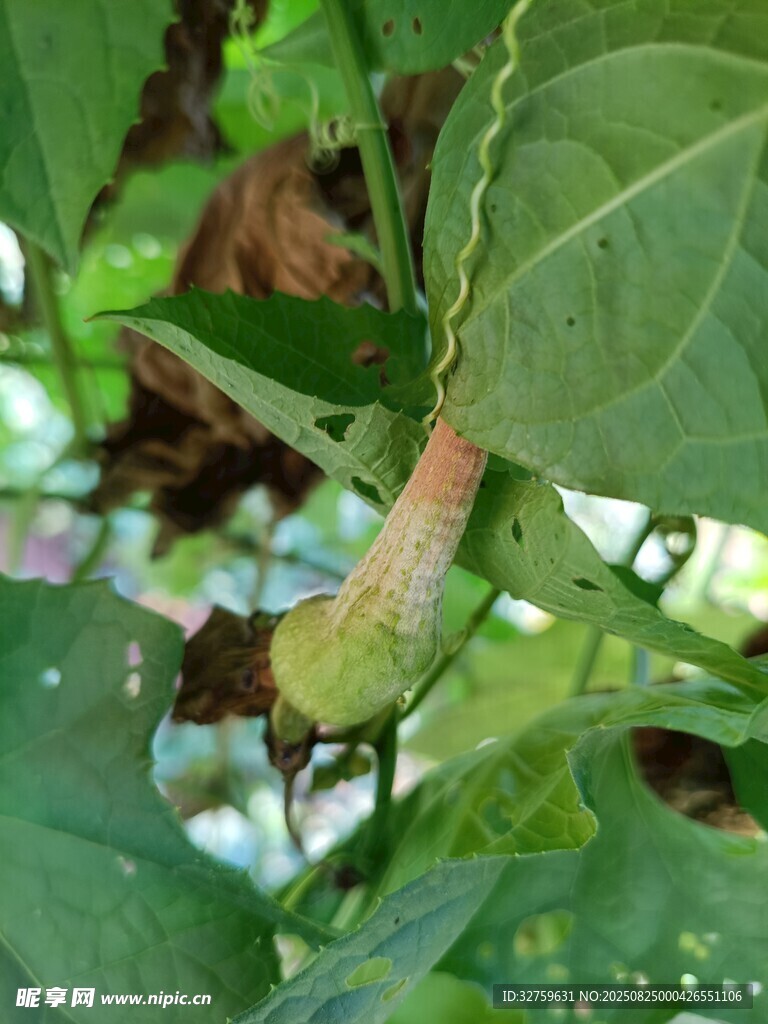 绿叶间的奇特昆虫